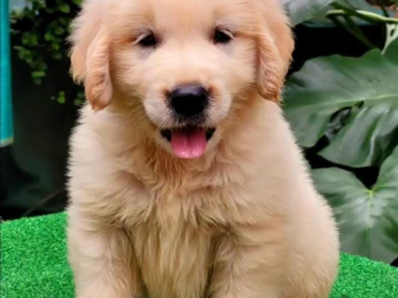 Golden Retriever