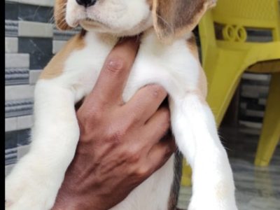 Beagle