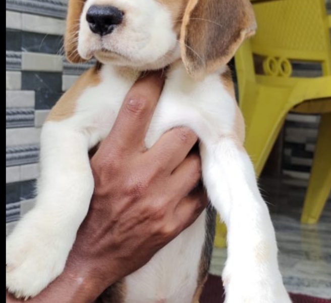 Beagle