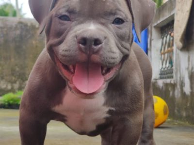 American bully