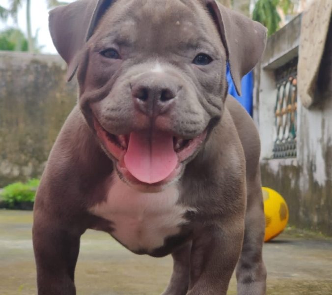 American bully