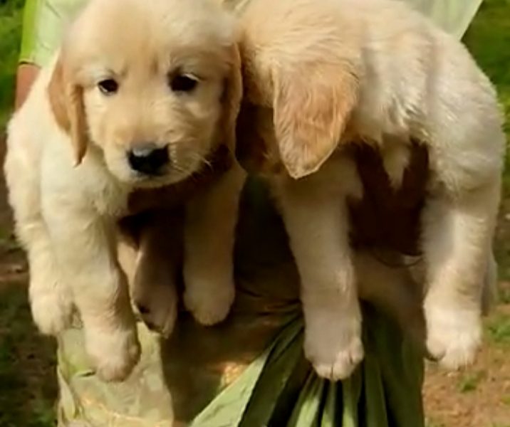 Golden Retriever