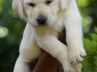 Labrador