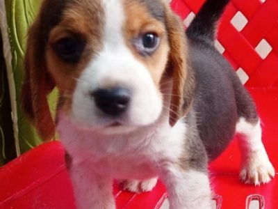 Beagle