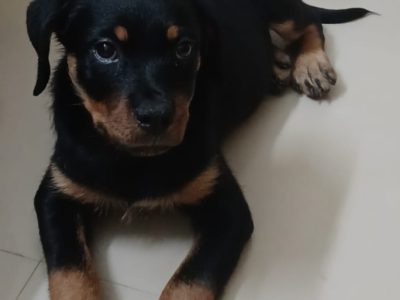 Rottweiler