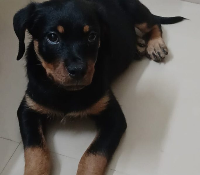 Rottweiler