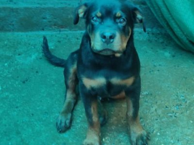 Rottweiler