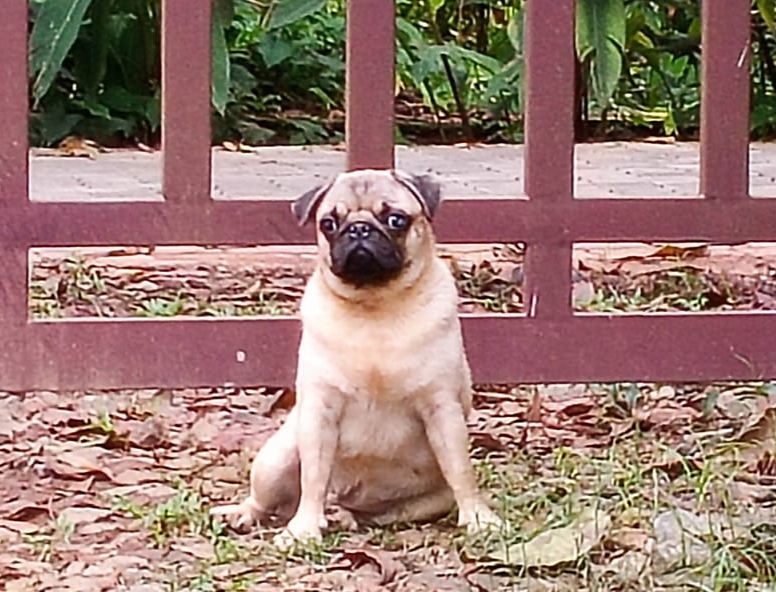 Pug