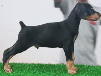 Doberman