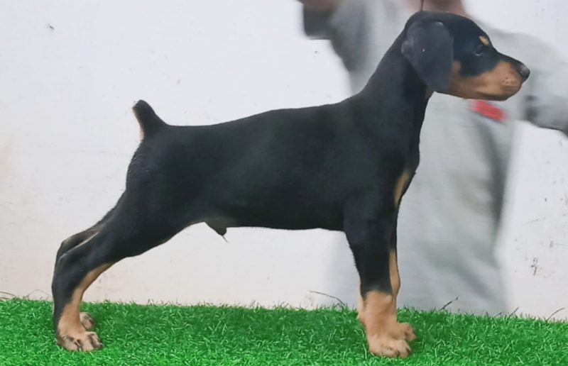 Doberman