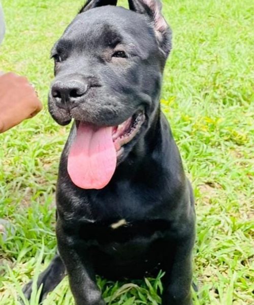 Cane corso