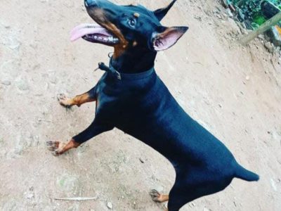 Doberman