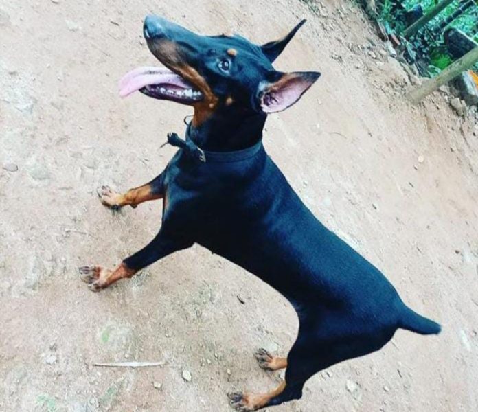 Doberman