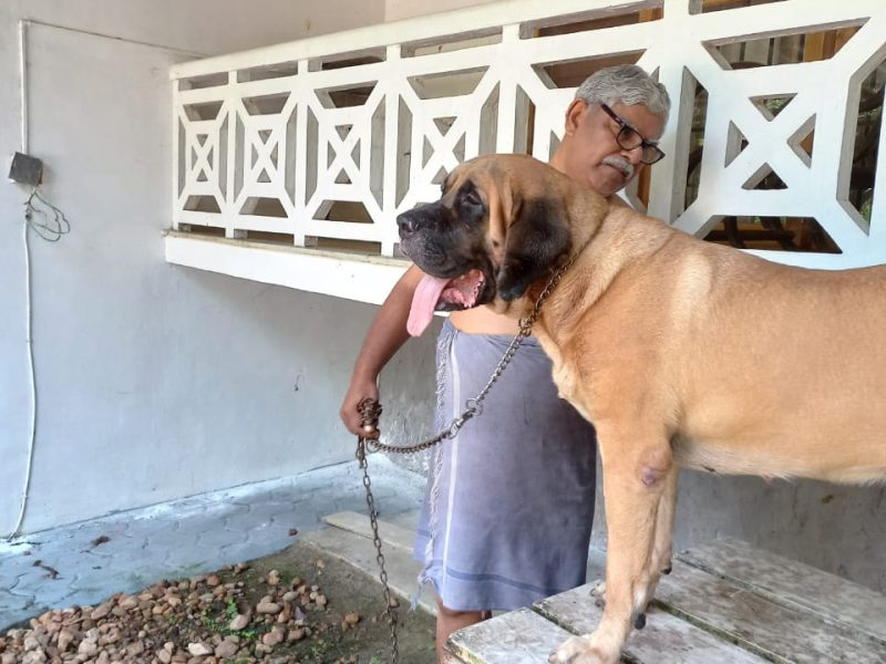 English Mastiff