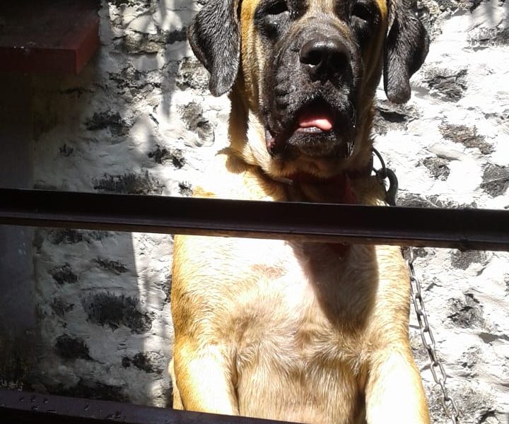 English Mastiff