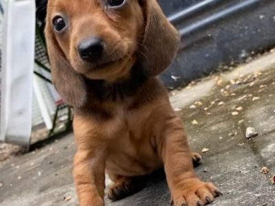 Dachshund