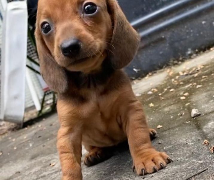 Dachshund