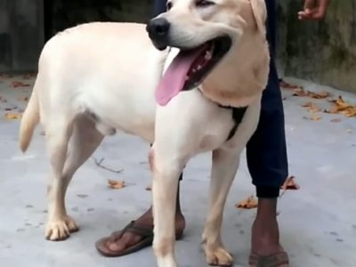 Labrador