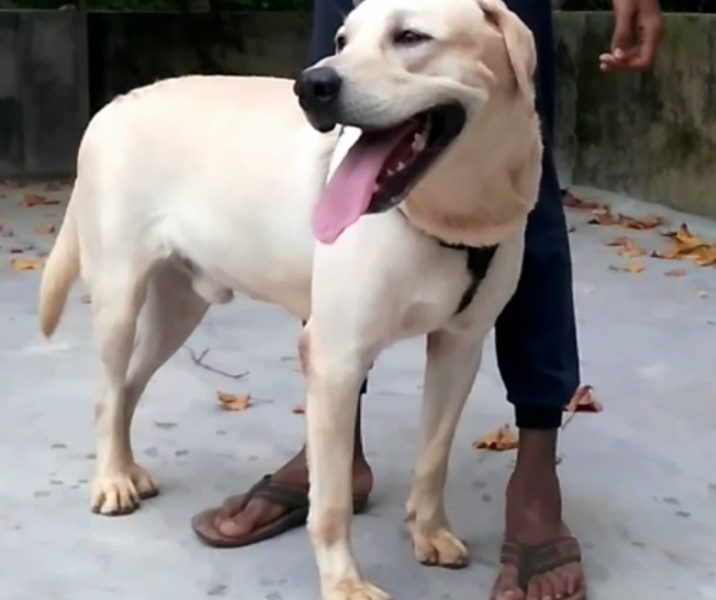 Labrador