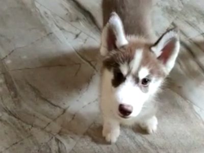 Husky