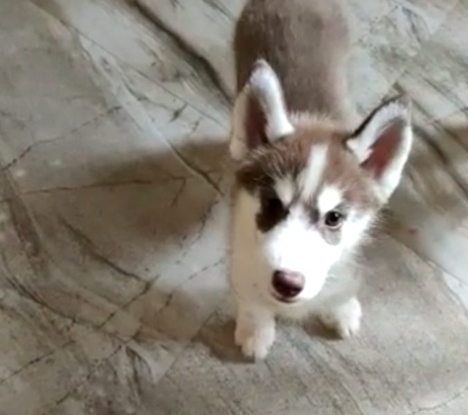 Husky