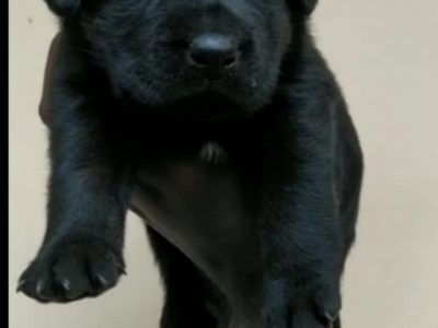 Labrador