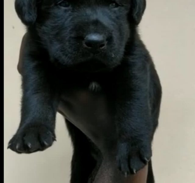 Labrador