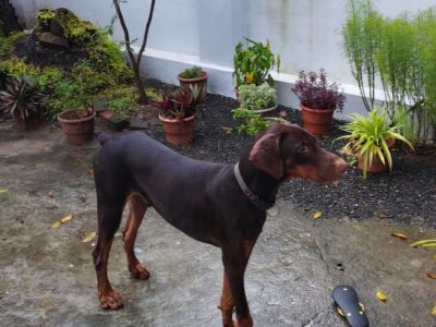 Doberman