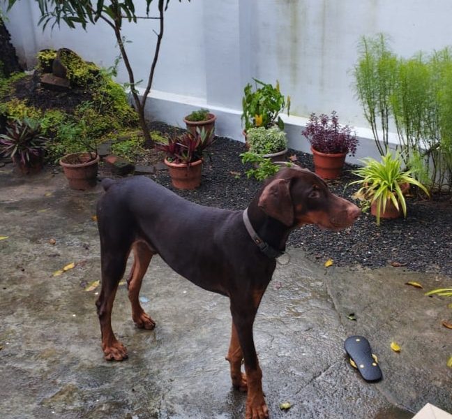 Doberman