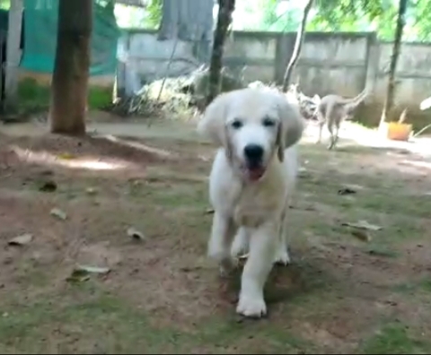 Golden Retriever