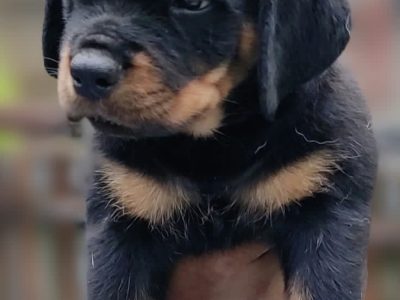 Rottweiler