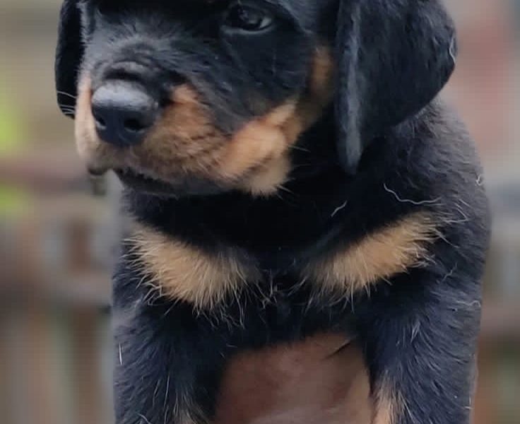 Rottweiler