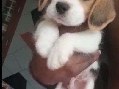 Beagle