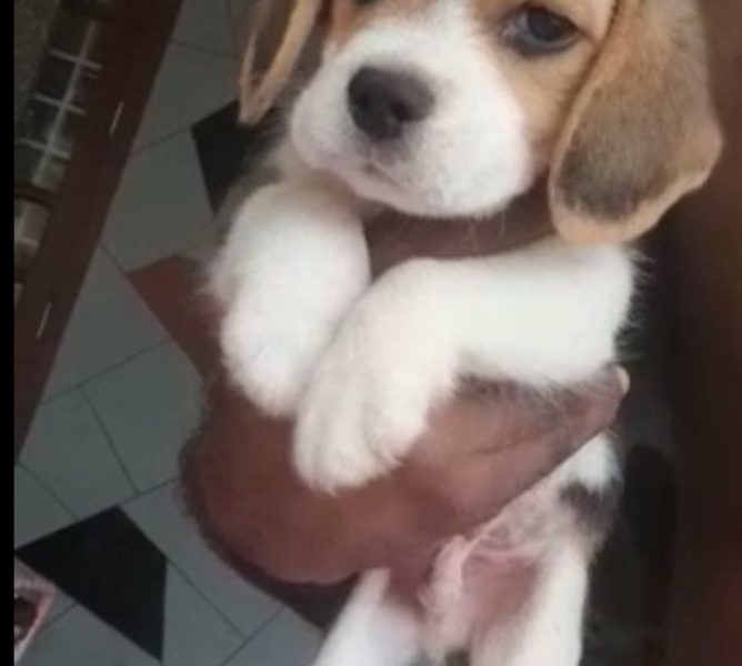 Beagle