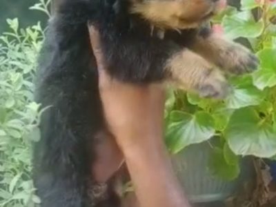 Rottweiler