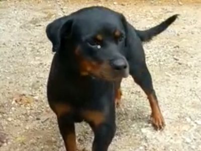 Rottweiler