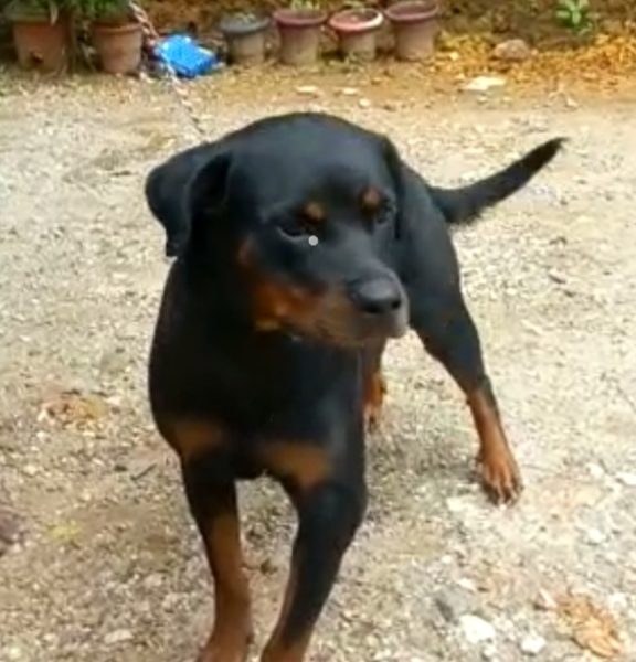 Rottweiler