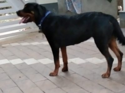 Rottweiler