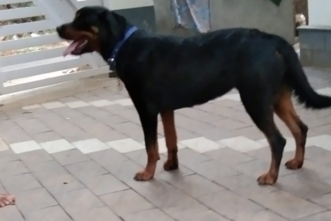 Rottweiler