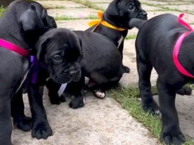 Cane corso