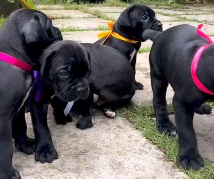 Cane corso