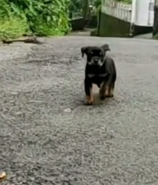 Rottweiler