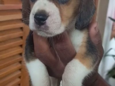 Beagle