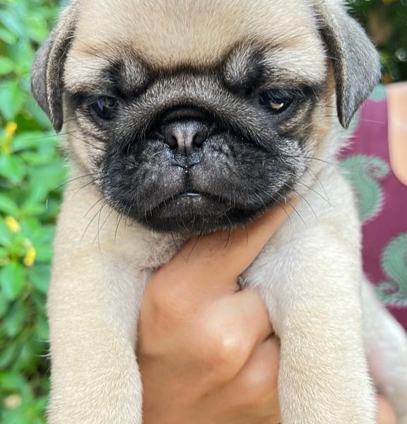 Pug