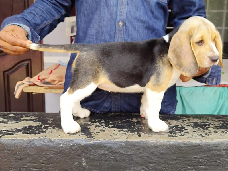 Beagle