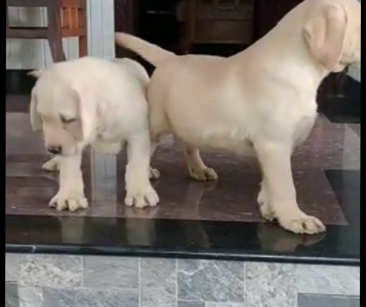 Labrador