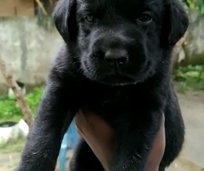 Labrador