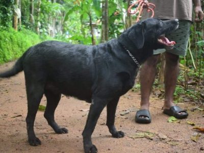 Labrador