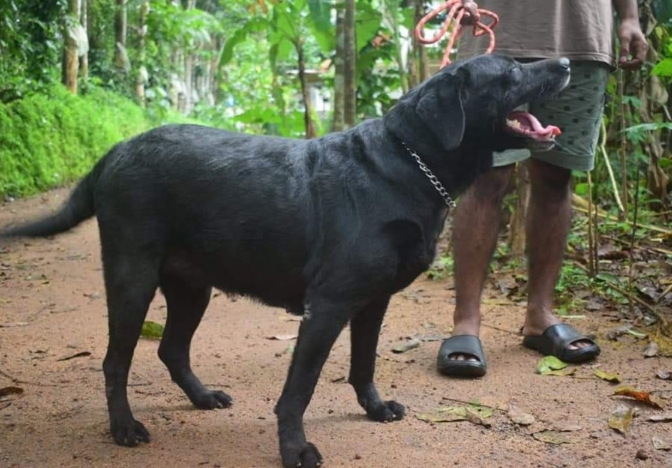 Labrador