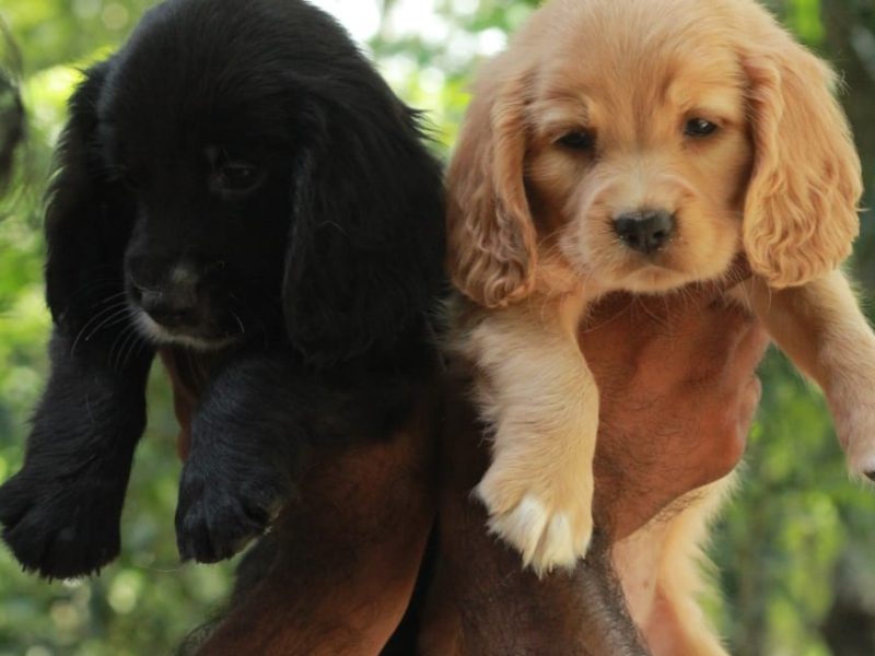 Cocker spaniel